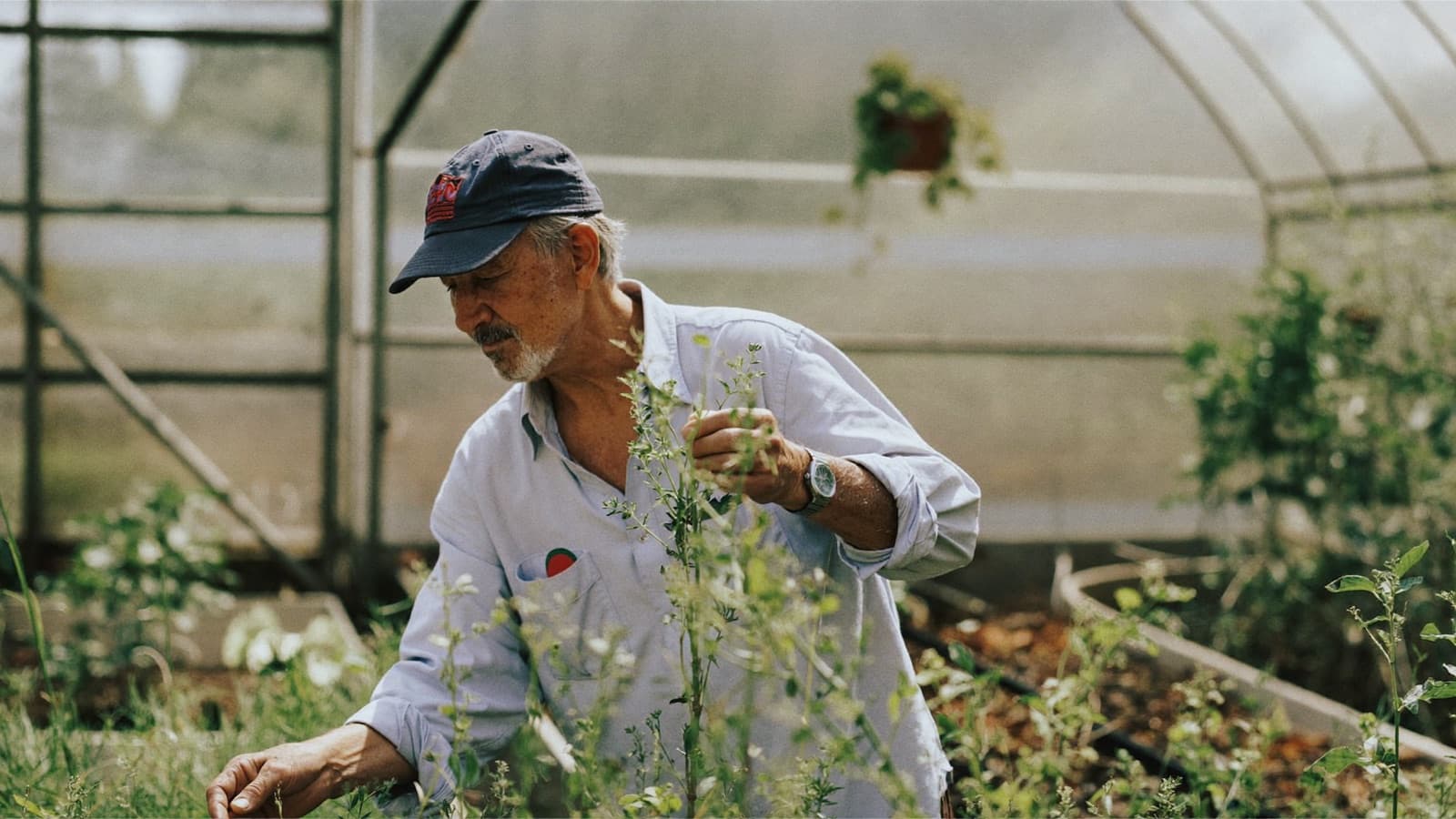 A seasonal worker arranging plants at a garden nursery in morning light